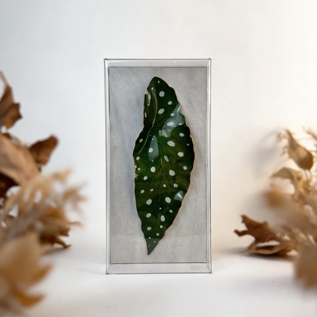 Caixa Acrílica Flora Begonia Maculata | 30 x 20 cm