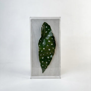 Caixa Acrílica Flora Begonia Maculata | 30 x 20 cm