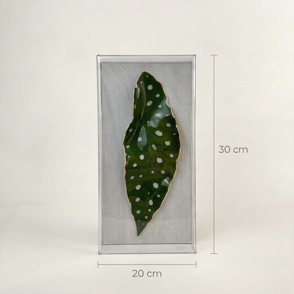 Caixa Acrílica Flora Begonia Maculata | 30 x 20 cm