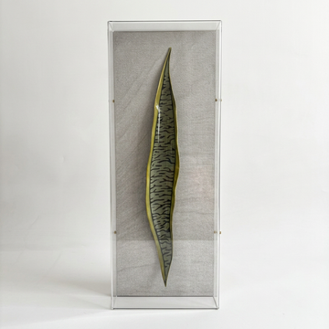 Caixa Acrílica Flora Espada de São Jorge | 40 x 20 cm